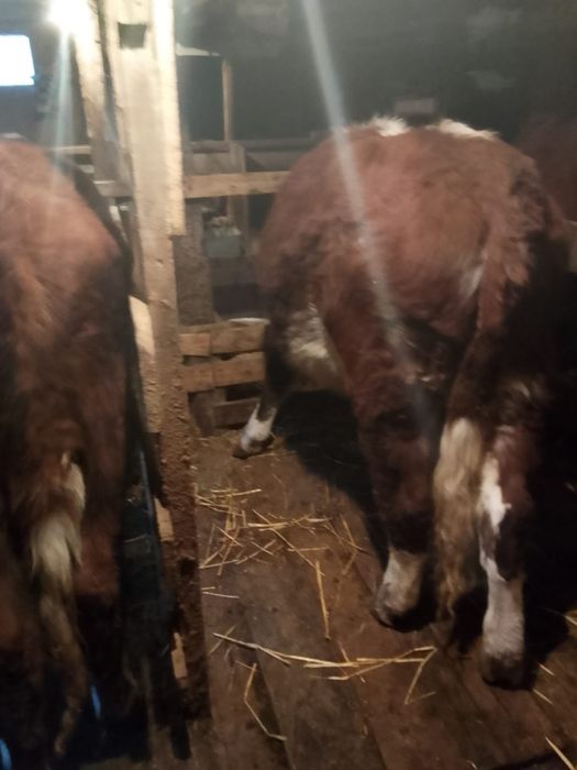 Продаю жирных телок и кастрат