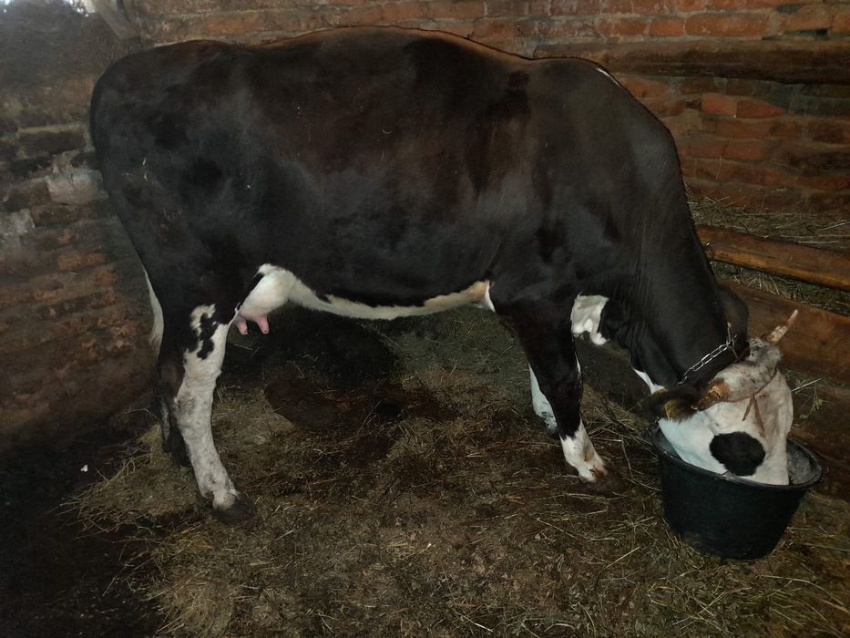 Vând vaca la prima fătare