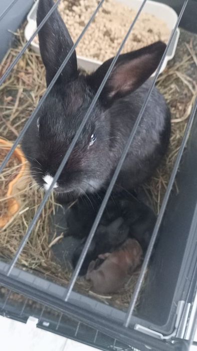 Продам декоративных кроликов .