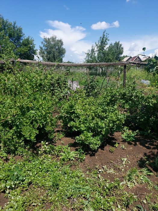 Дача сад Здоровье