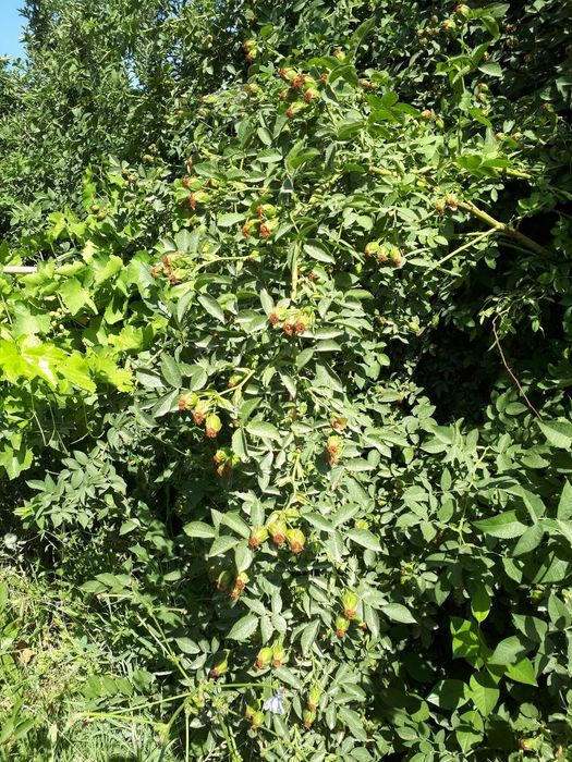 Продаётся дачный участок