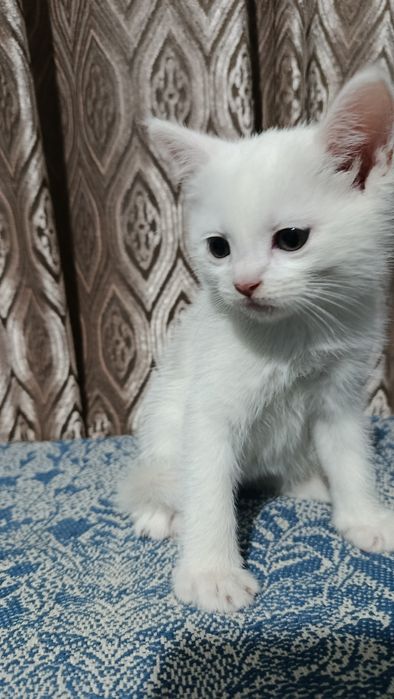 Продаются котята