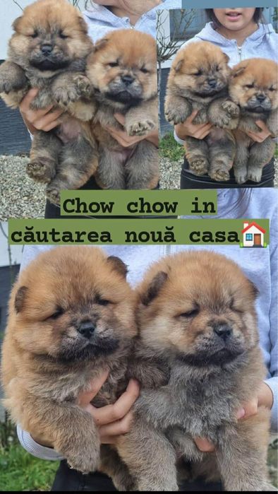 Chow chow cu pedegree