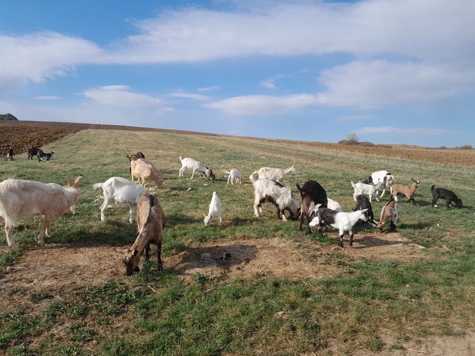 Vând Capre și iezi