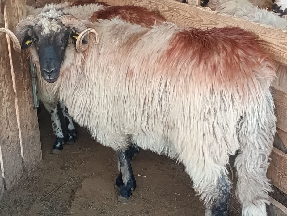 Berbeci miori talie mare de vânzare