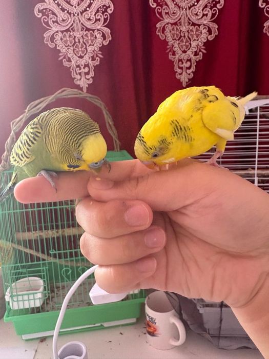 Папугай сатылады