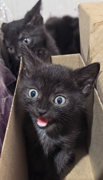 Котята ищут дом.