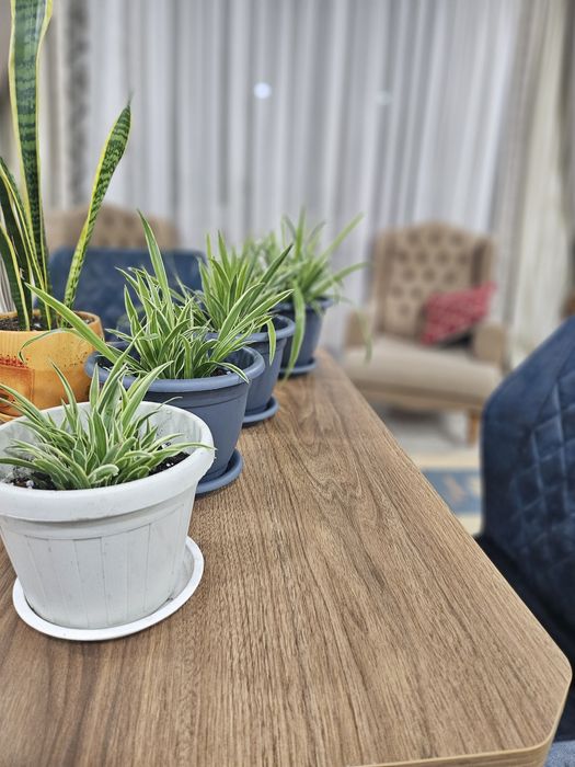 Хлорофитум комнатные домашние цветы