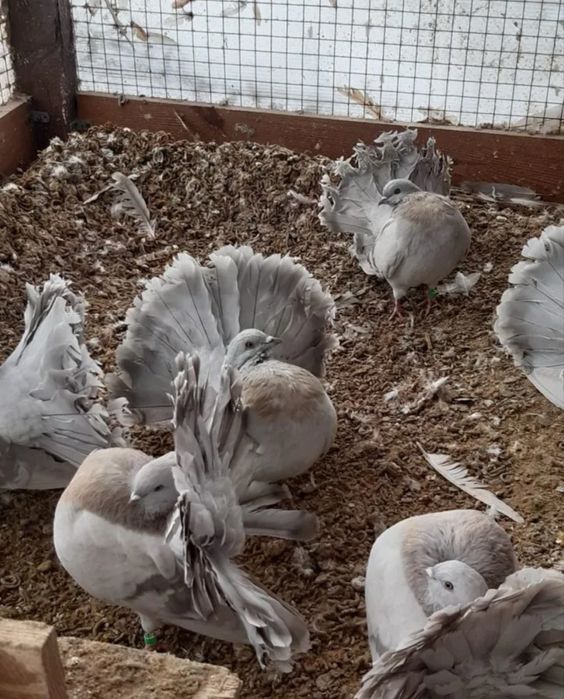 Павлины небесные самцы !