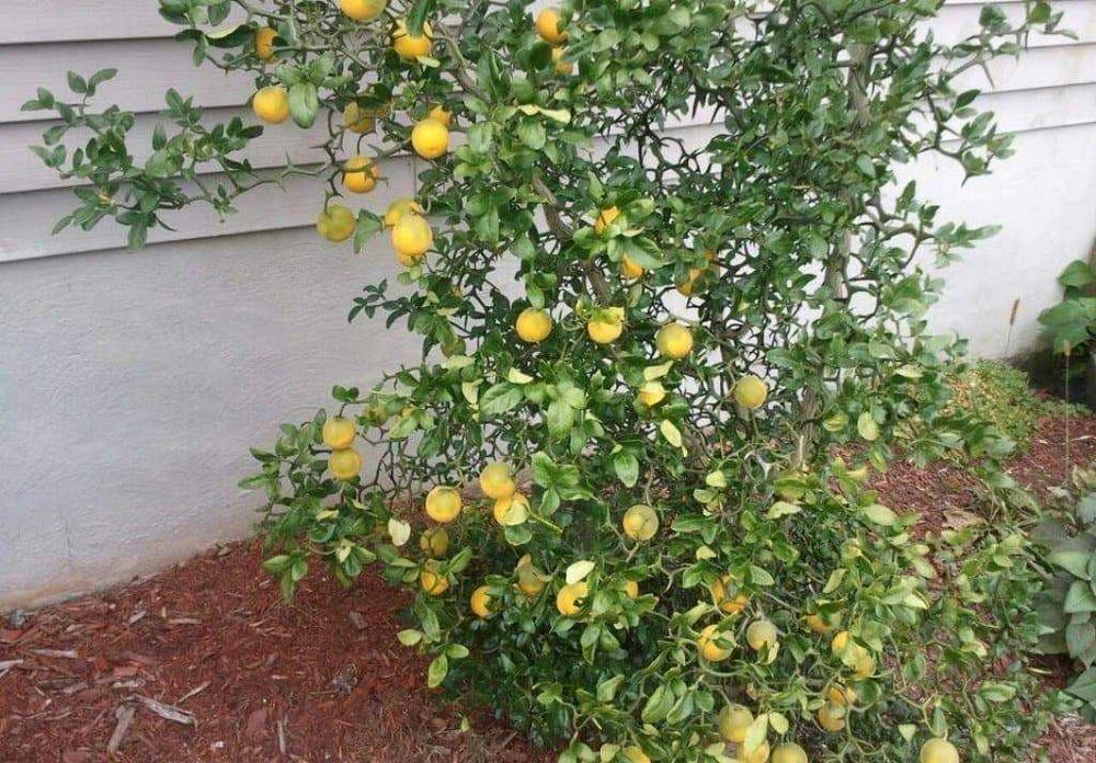 Див лимон - Poncirus trifoliata