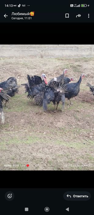 Продаются индюки