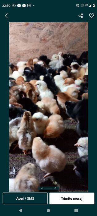 Pui Wiandott, Brahma, Austrolop, Gât golaș, Încălțați, Bărboși.