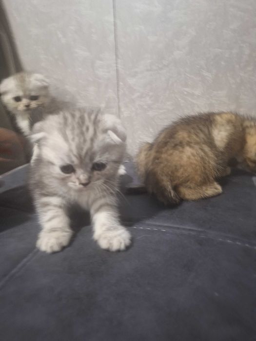 Зотдор мушукчлар ойлик Шиншилла фолд Йокимтой Латок билади овкат йиди.