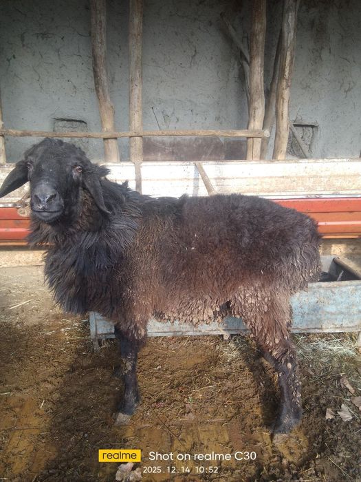 Кучкорлар сотилади