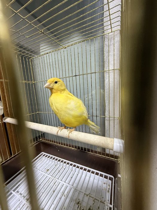 Kanareyka joʻjalari