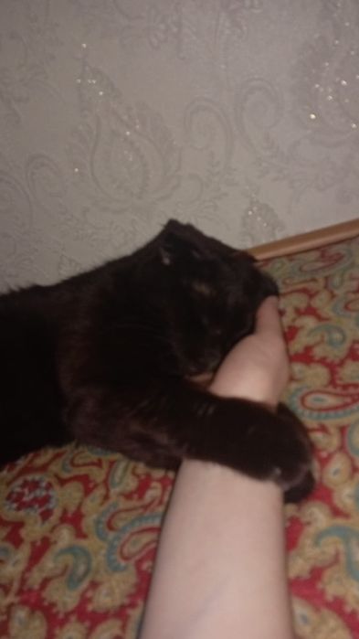 Кошка веслоухий девочка