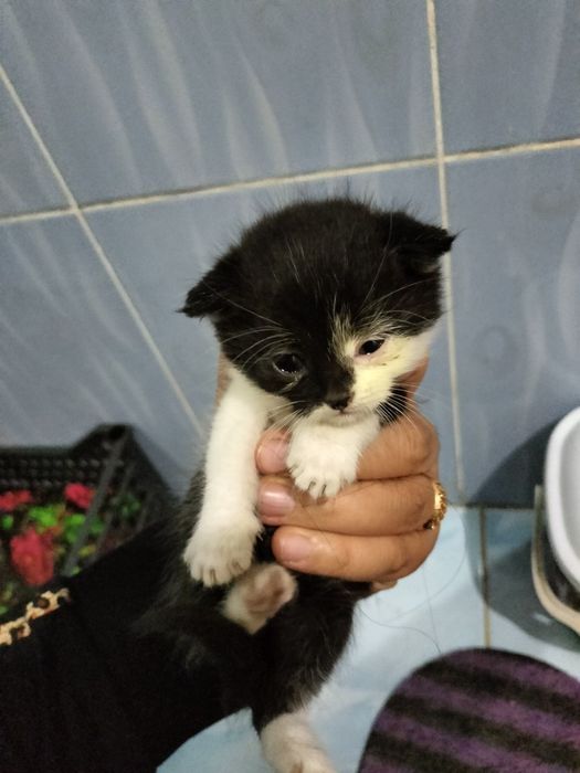 Котенок Scottish fold