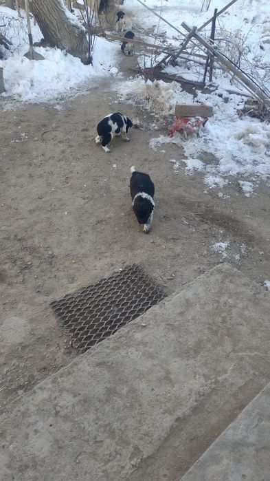 Щенки в хорошие руки