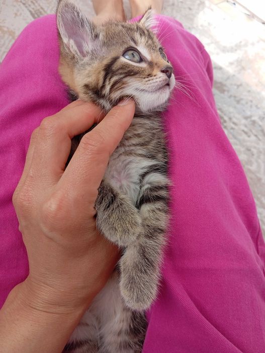 Отдам в добрые руки котенка мальчик