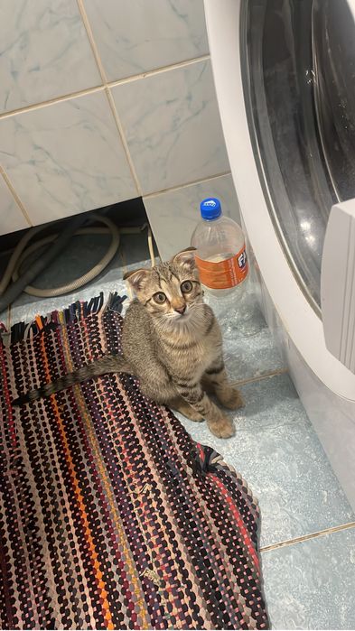 Шотланскиййй кошка алатындар барма