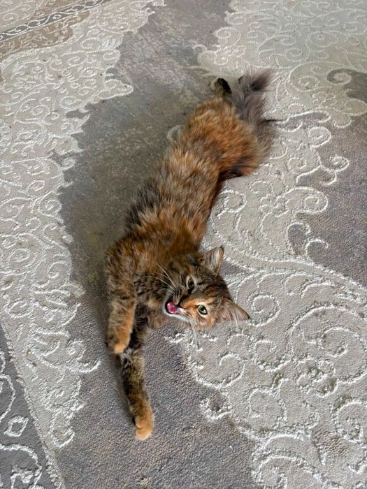 Кошка ищет семью!