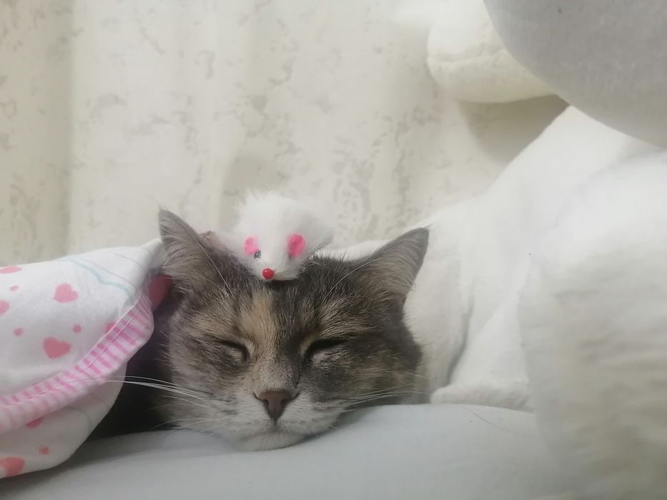 Отдам даром кошку