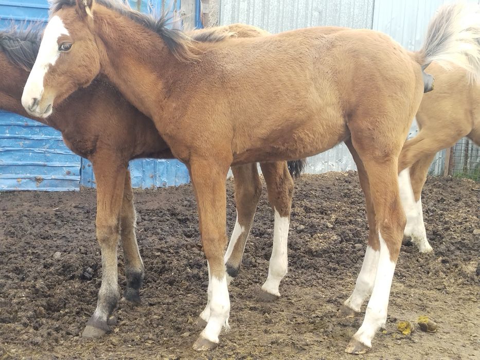 4 бас еркек жабағылар сатылады