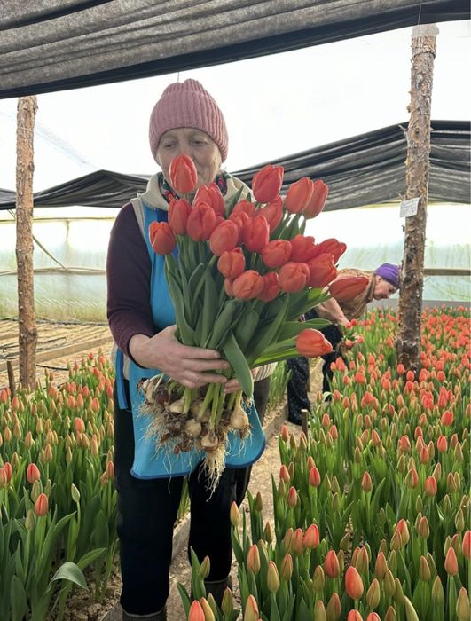 Тюльпан оптом со склада