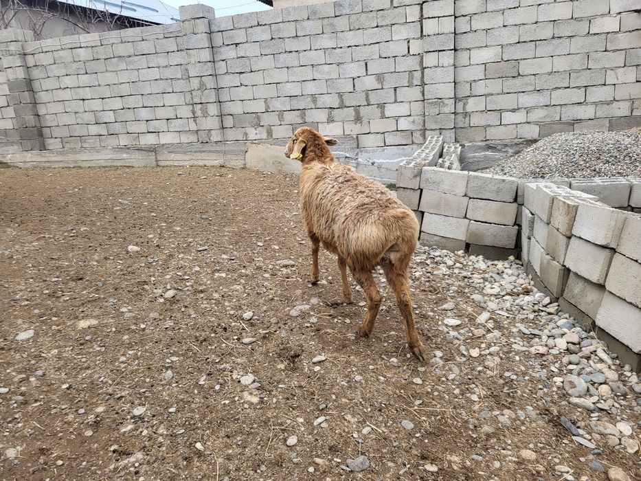 Токты токтылар кой тоқты тоқтылар қой