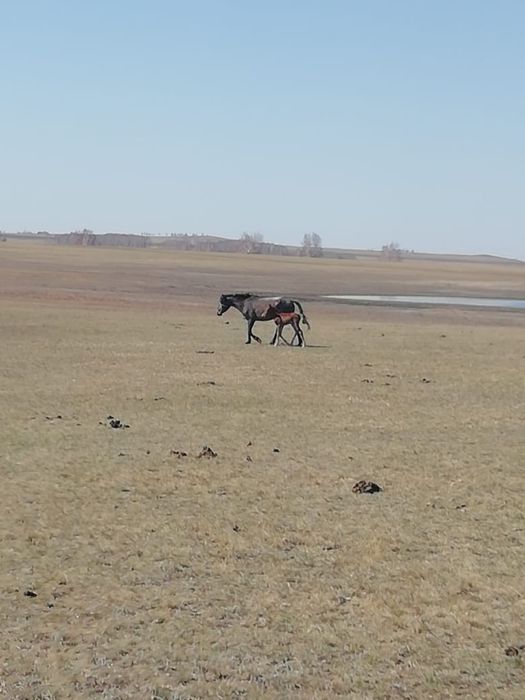 Кобылы с жеребенком (Құлынды биелер)