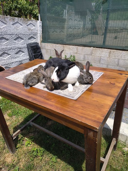 Uriaș German și Araucana gat Auriu