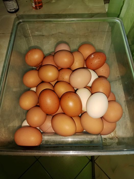 Продам домашние свежие яйца