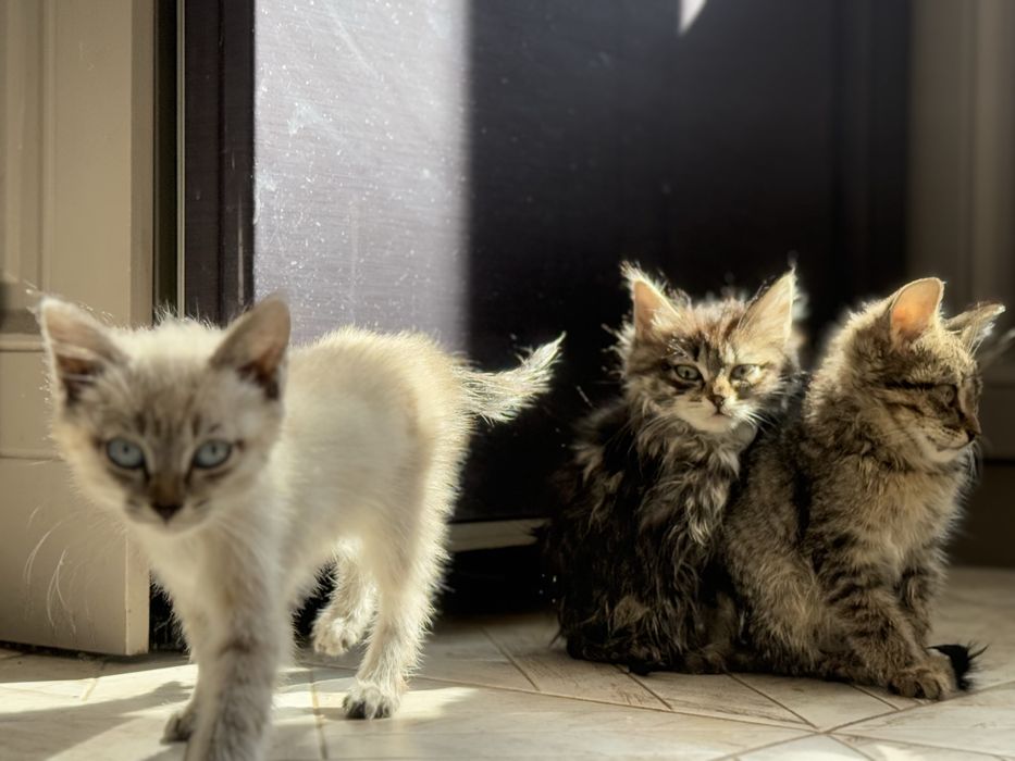 Два шестимесячные кошки