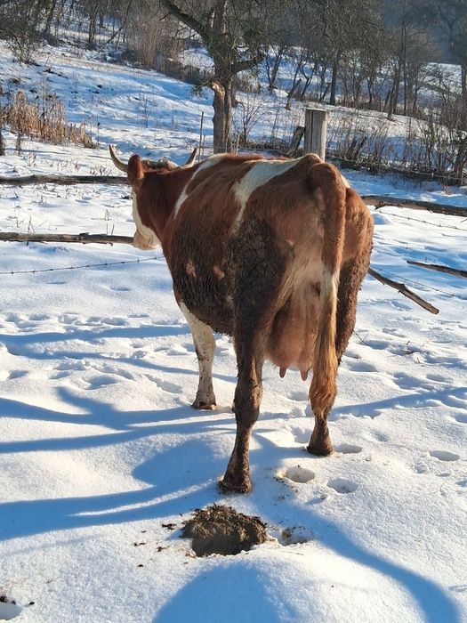 Vând vaca bun de ținut