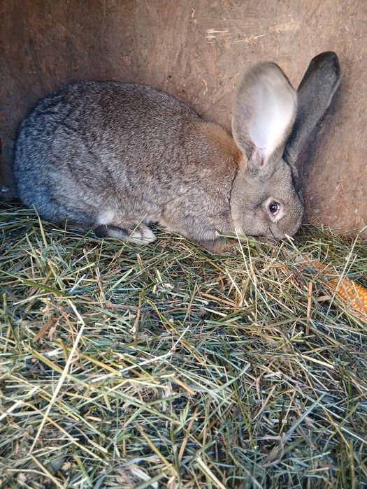 Iepuri iepuroaice urias german