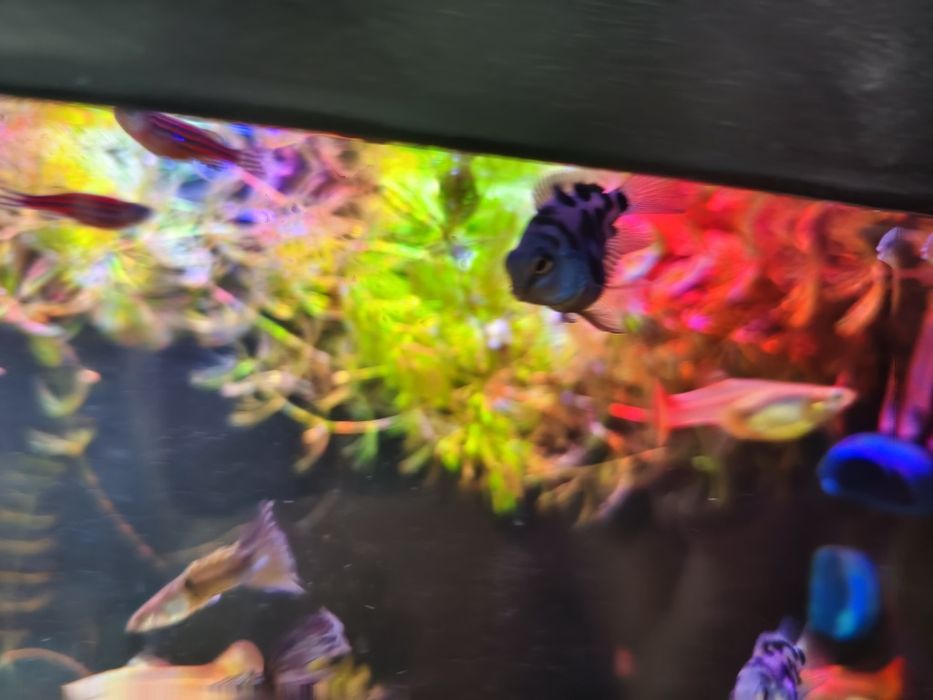 Продам аквариумных рыбок