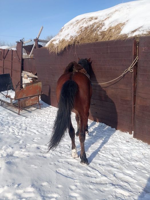 Продаются  жеребцы