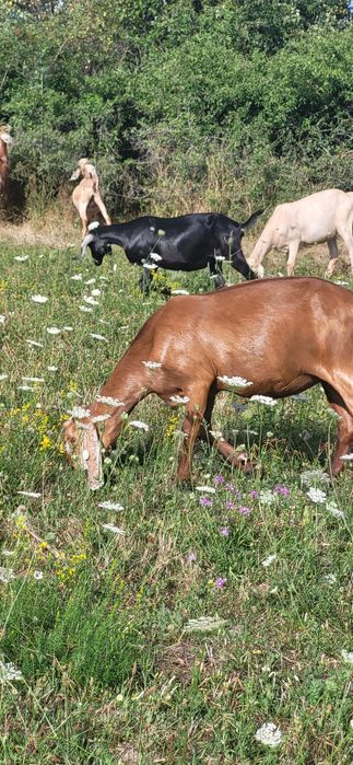 Capre saanen,anglonubian,metiss,iezi