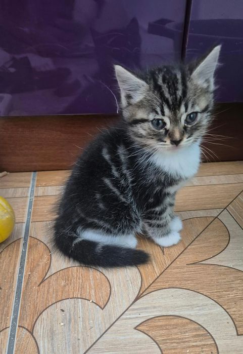Котята ищут любящей дом