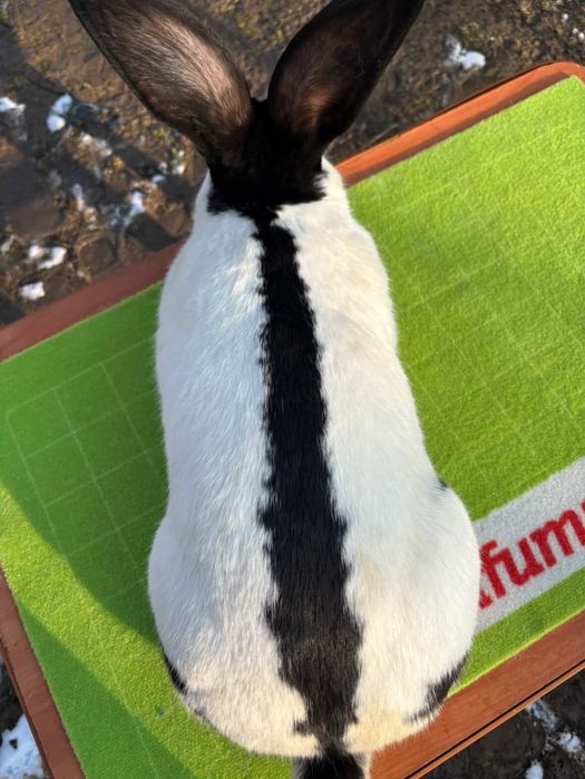 Iepuri Fluture german