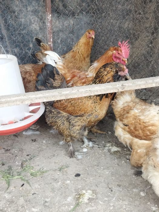 Продам куры домашние