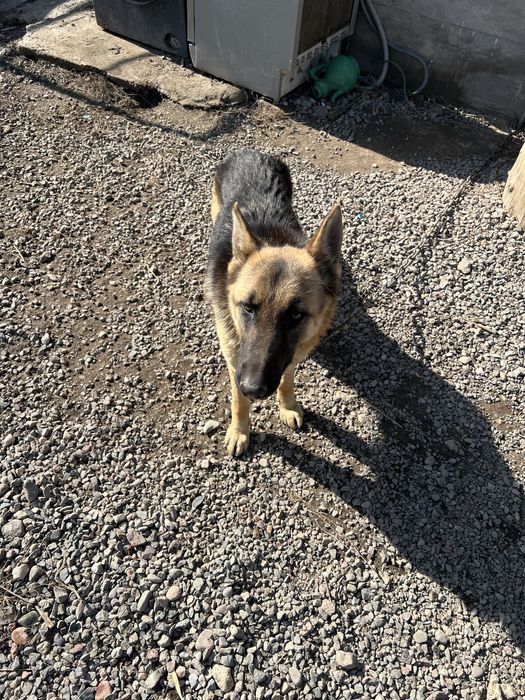 Авчарка ургашы 7 айлык