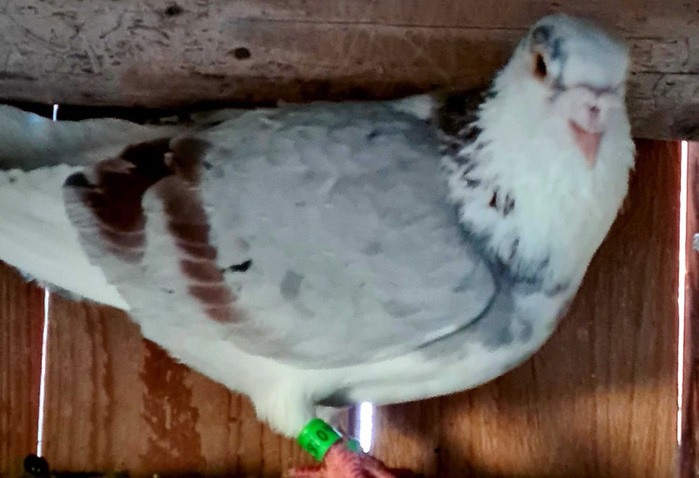 Porumbei Frumosi Linie Maraton Ieftin