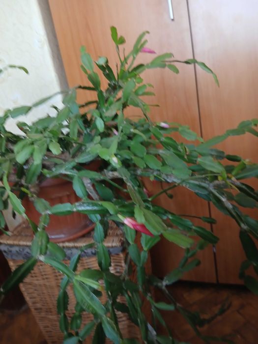 Продавам коледниче