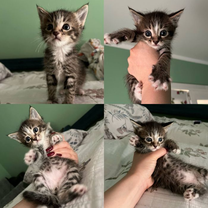 Котёнок (бесплатно)