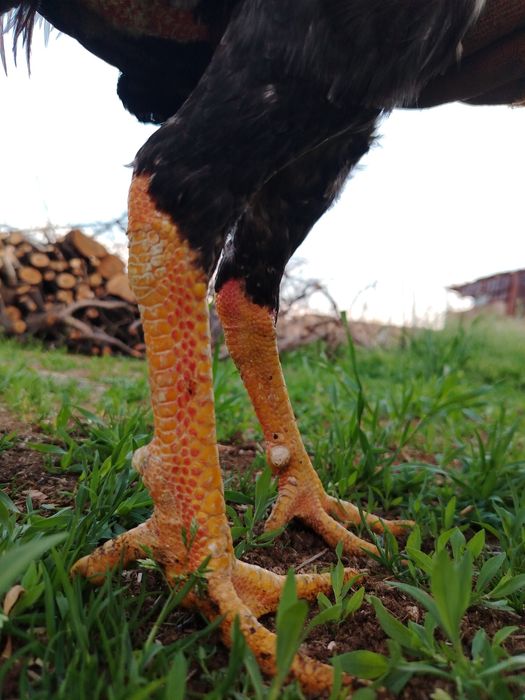 Дакан хороз сотилади