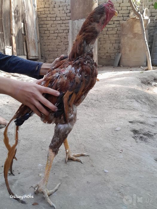Dalang hóroz kami bor