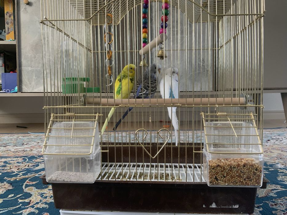 Волнистые попугаи