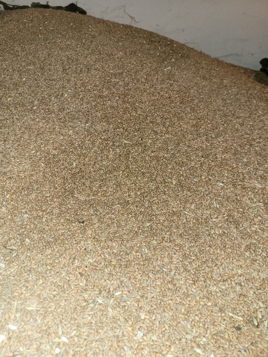 Vând grau de sămânță, ovaz de toamna și titricale