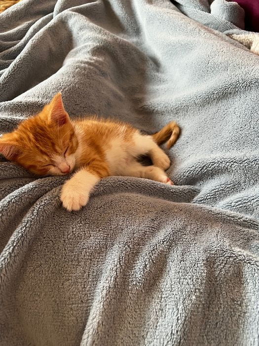 Котенок(мальчик)